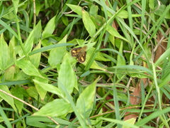 Ocybadistes knightorum