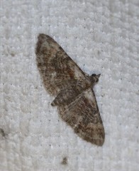 Mnesiloba eupitheciata