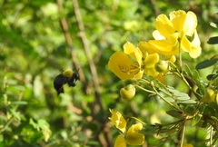 Xylocopa ruficornis
