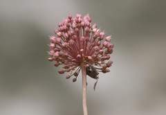 Allium ampeloprasum
