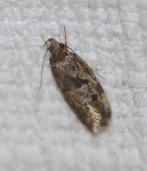 Barea melanodelta