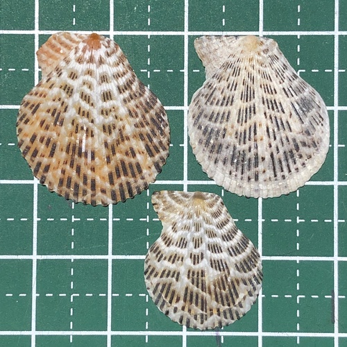 シロスジナデシコ