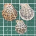 シロスジナデシコ