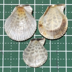 Mimachlamys albolineata