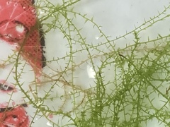 Amblystegium