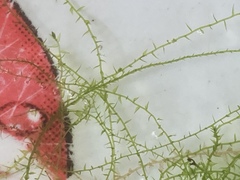 Amblystegium