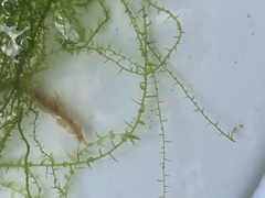 Amblystegium