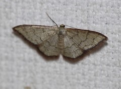 Idaea coercita