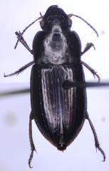 Selenophorus