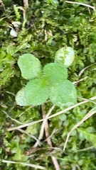 Veronica officinalis