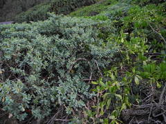 Euphorbia celastroides