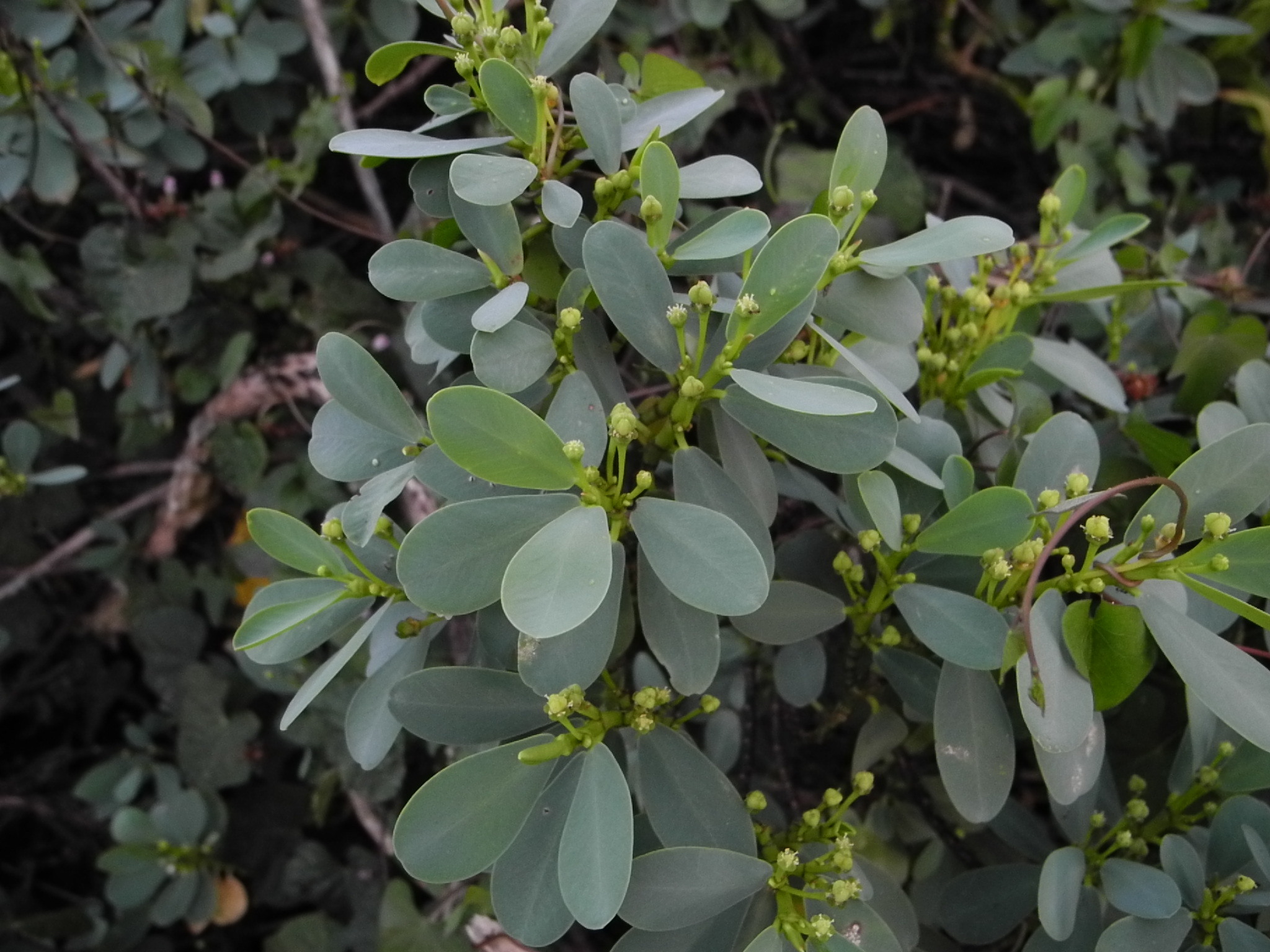 Euphorbia celastroides
