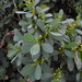 Euphorbia celastroides - Photo (c) Oscar Johnson, osa oikeuksista pidätetään (CC BY-NC-ND), lähettänyt Oscar Johnson