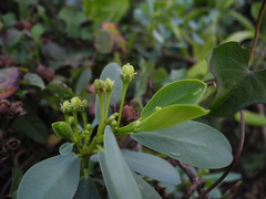 Euphorbia celastroides