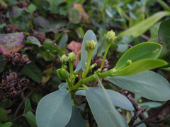 Euphorbia celastroides