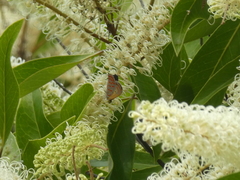 Hypochrysops cyane
