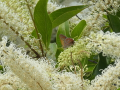 Hypochrysops cyane