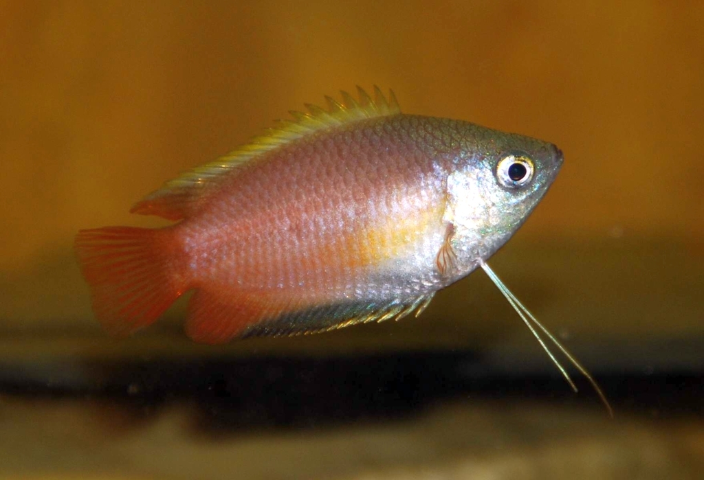 Gourami miel (Trichogaster chuna)