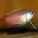 Trichogaster chuna - Photo (c) 
Made be Uploader,  זכויות יוצרים חלקיות (CC BY-SA)