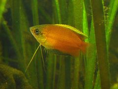 Honey Dwarf Gourami photo 2