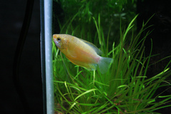 Honey Dwarf Gourami photo 3