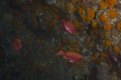 Priacanthus macracanthus