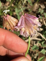 Trifolium productum