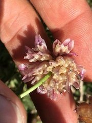 Trifolium productum
