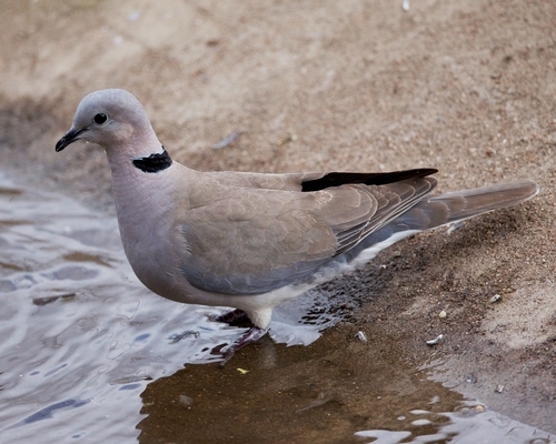 Cape Turtle Dove