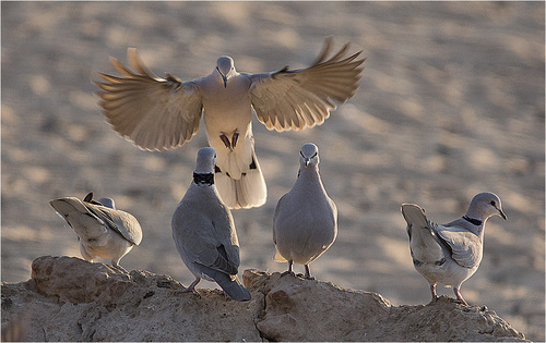 Cape Turtle Dove