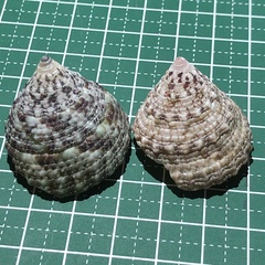 Trochus maculatus