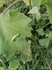 Atractomorpha similis