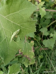 Atractomorpha similis