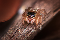 Maratus griseus