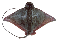 Purple Eagle Ray photo 4