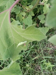 Atractomorpha similis