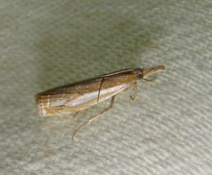 Crambus saltuellus