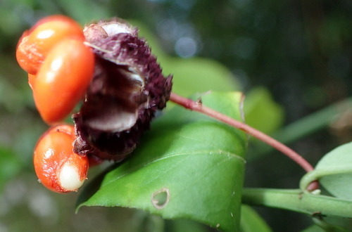 Euonymus americanus image