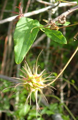 Clematis crispa