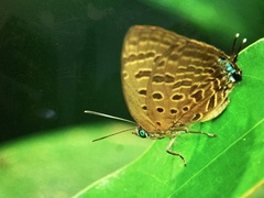 Arhopala athada