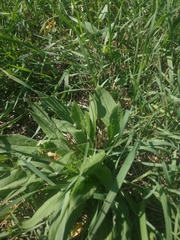 Plantago media