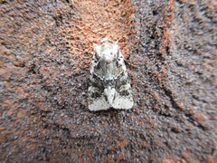 Lacinipolia explicata