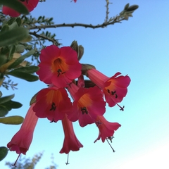 Cantua buxifolia