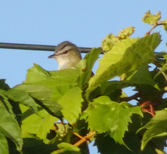 Vireo olivaceus