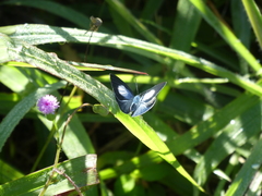 Eirmocides margarita