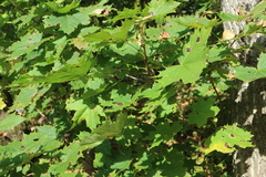 Acer platanoides