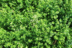 Galium mollugo