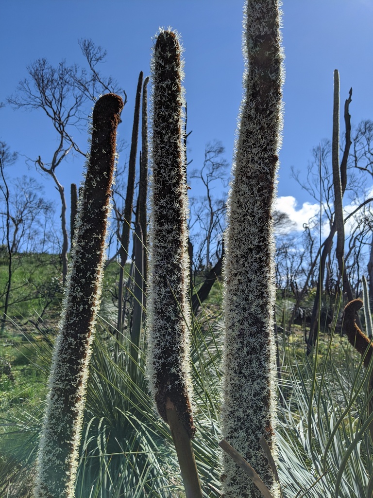 Xanthorrhoea semiplana F.Muell.