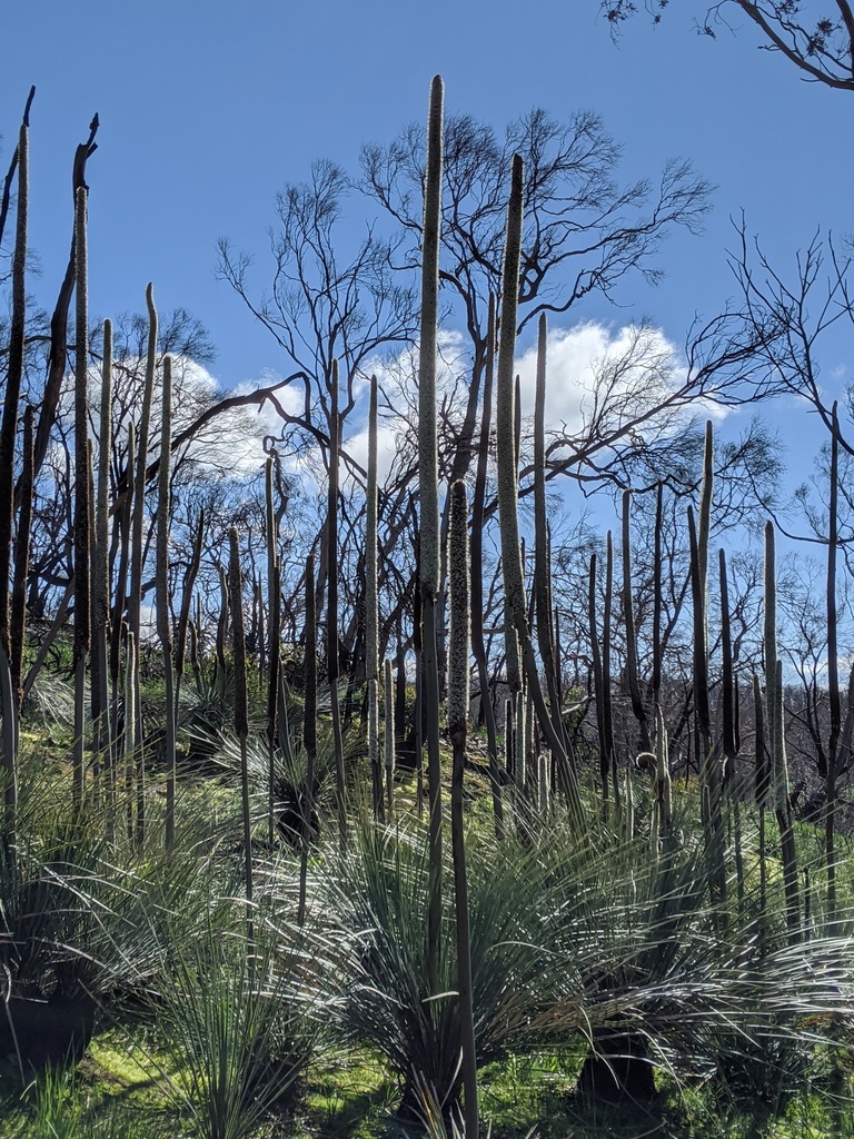 Xanthorrhoea semiplana F.Muell. 2