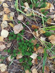 Polytrichum